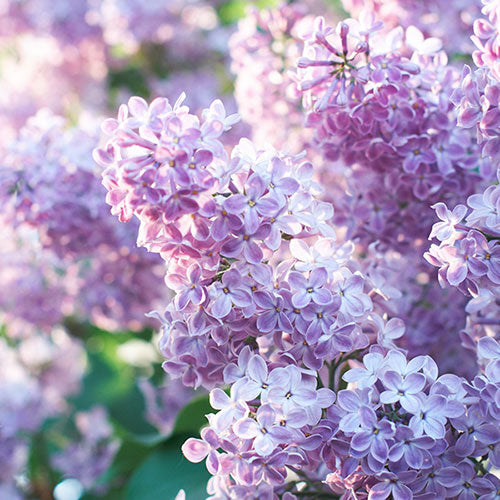 Lilas, Parfum d'Intérieur